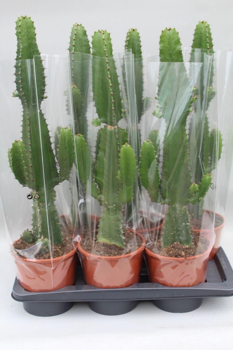 <h4>Euphorbia acrurensis</h4>