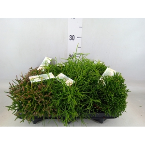 Rhipsalis   ...mix
