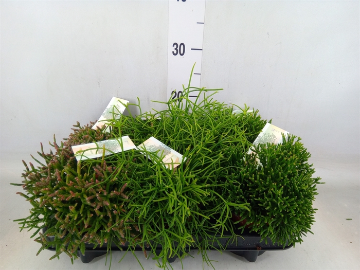 <h4>Rhipsalis   ...mix</h4>