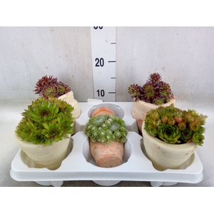 Sempervivum   ...mix