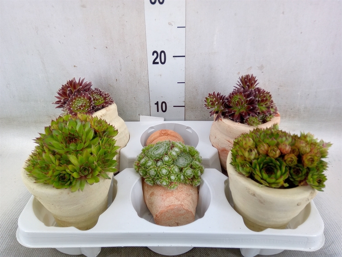 <h4>Sempervivum   ...mix</h4>