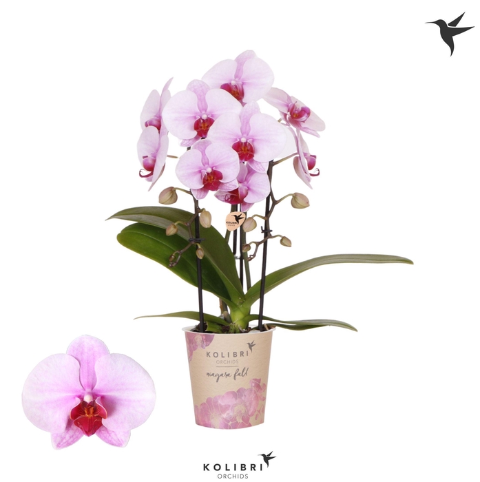 <h4>Kolibri Orchids Cascade Niagara Fall pink 2 spike</h4>