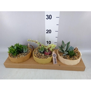 Arr.  Succulents L%
