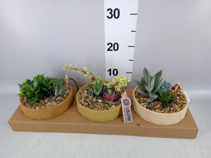 <h4>Arr. Succulents L%</h4>