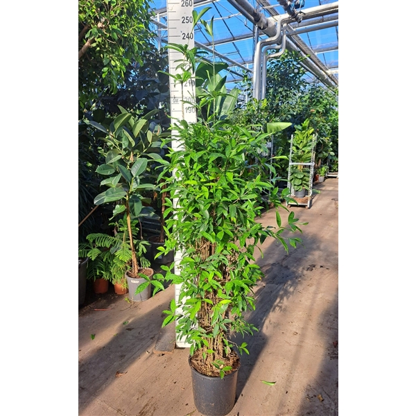 <h4>Dracaena Surculosa 210</h4>