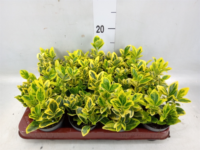 <h4>Euonymus japon. 'Marieke'</h4>