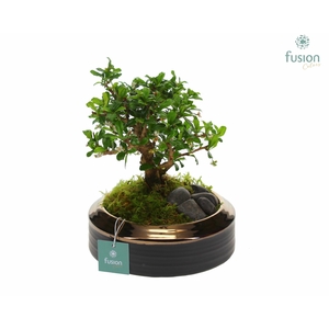keramiek schaal brons Medium met Bonsai