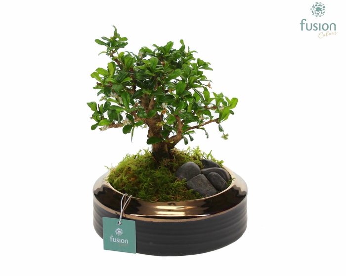 <h4>keramiek schaal brons Medium met Bonsai</h4>