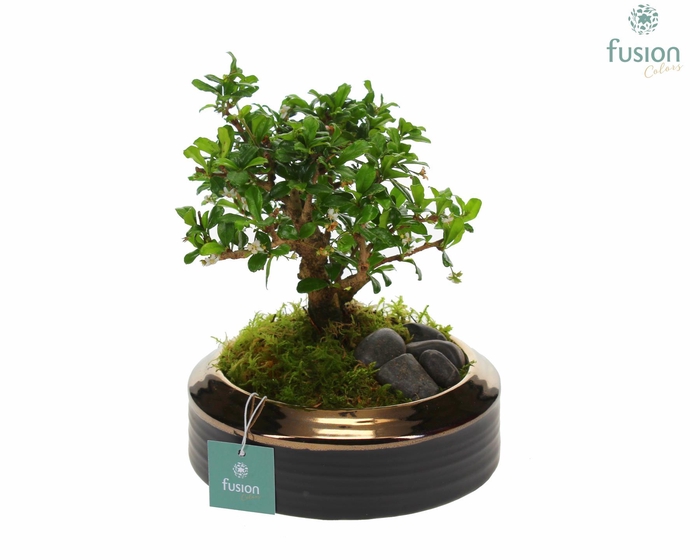 <h4>Schaal keramiek brons Medium met Bonsai</h4>