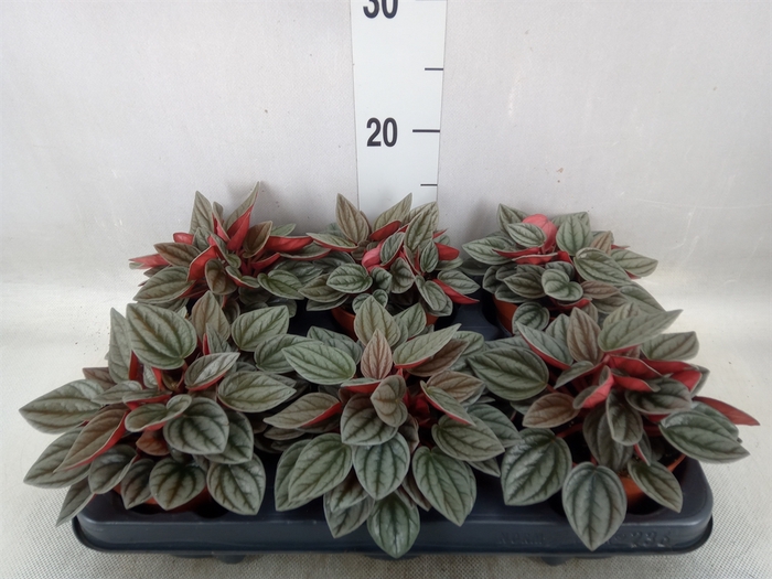 <h4>Peperomia  'Napoli Nights'</h4>