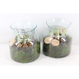 arr4 Narcis PL - Glas vaas Noblis x5