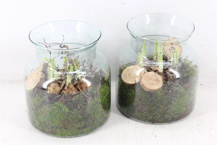 <h4>arr4 Narcis PL - Glas vaas Noblis x5</h4>