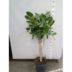 Ficus benghalensis 'Audrey'