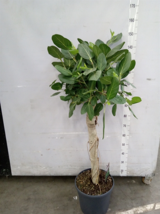 <h4>Ficus benghalensis 'Audrey'</h4>