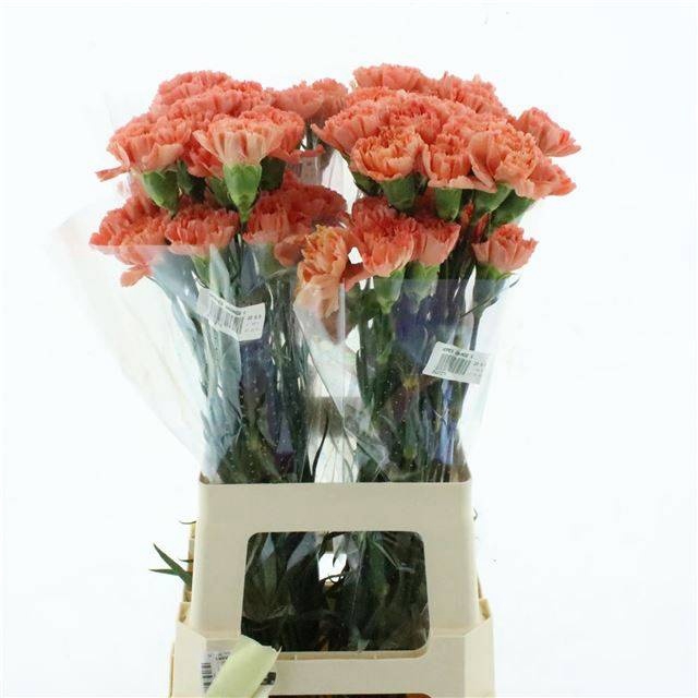 <h4>DI ST HERMES ORANGE</h4>