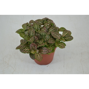 Fittonia Mosaic Mistral
