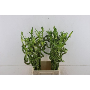 Drac Bamboo Spiral 70cm