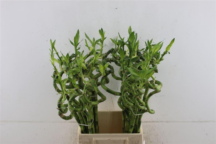 <h4>Drac Bamboo Spiral 70cm</h4>