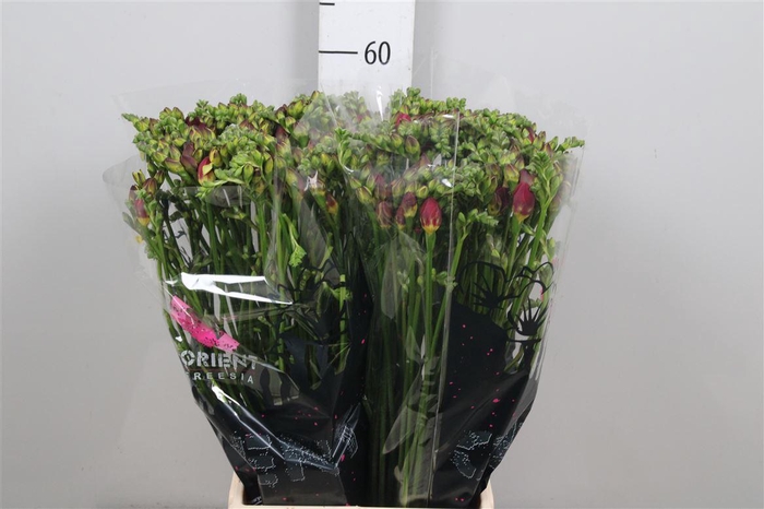 <h4>Fr Du Expression</h4>