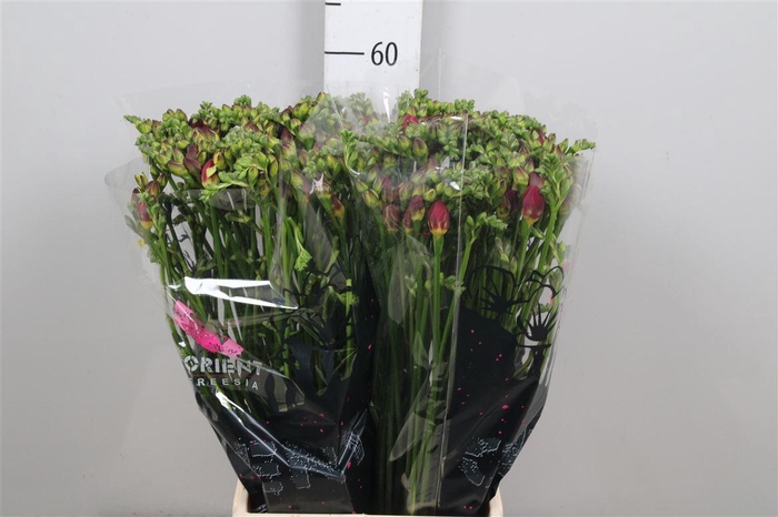 <h4>Fr Du Expression</h4>