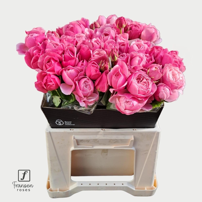 <h4>R TR Silva Pink 40cm</h4>