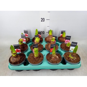 Hippeastrum CO 'Excellent Collecti'