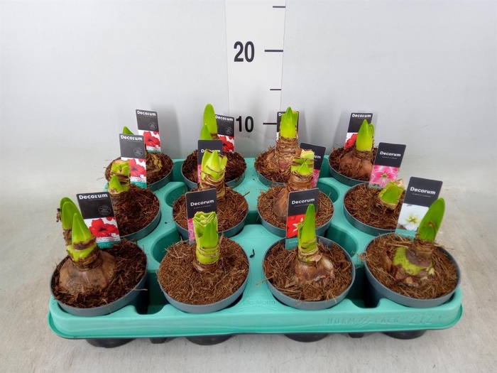 <h4>Hippeastrum CO 'Excellent Collecti'</h4>