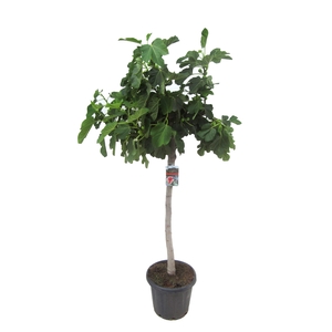 Ficus carica