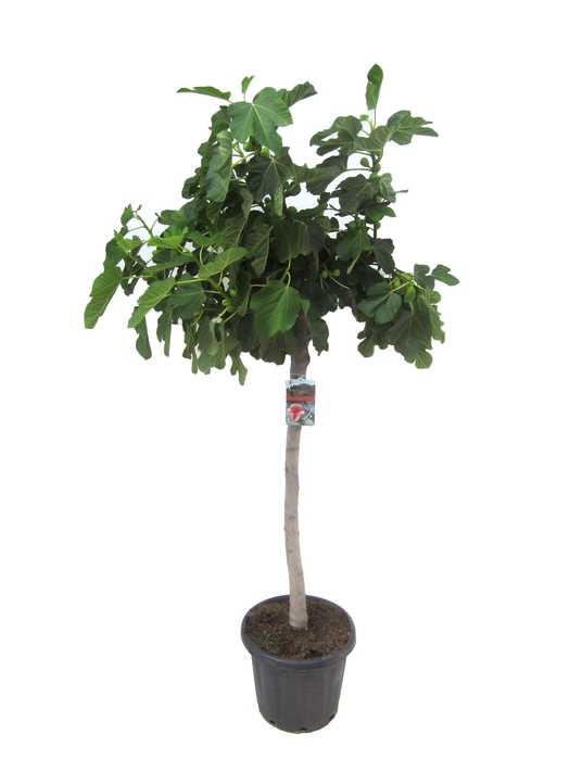 <h4>Ficus carica</h4>