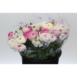 Ranunculus Clooney Cappuccino Super