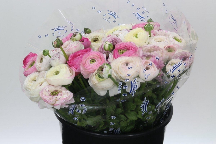 <h4>Ranunculus Clooney Cappuccino Super</h4>