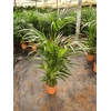 Areca catechu