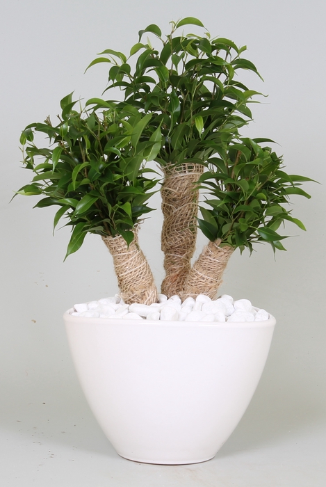 <h4>Ficus Crazy Tree Keramiek Envelop</h4>