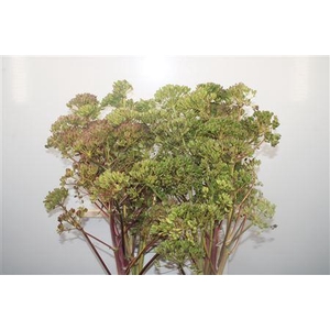 Ferule Zaaddoos 135cm Per Stem