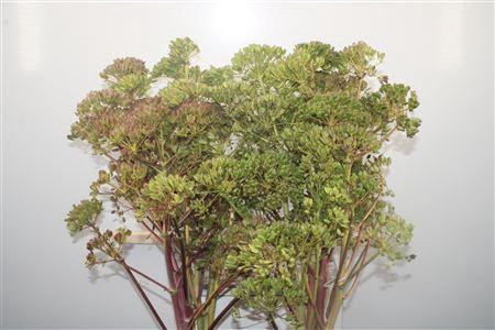 <h4>Ferule Zaaddoos 135cm Per Stem</h4>