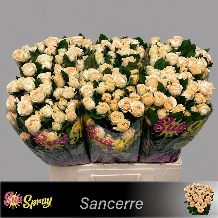 <h4>R TR SANCERRE</h4>