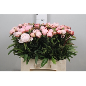 Paeo Gardenia