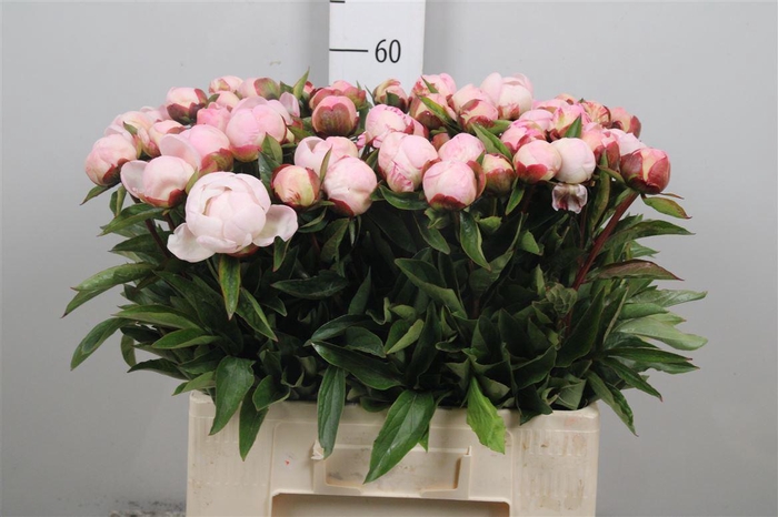 Paeo Gardenia