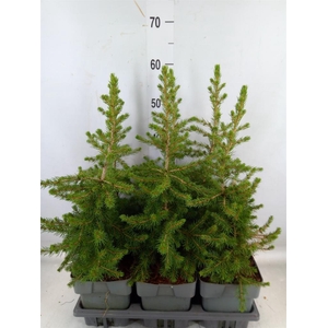 Picea abies