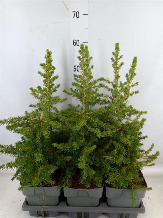 <h4>Picea abies</h4>