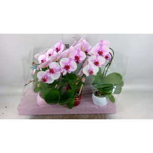 Phalaenopsis   ...rose