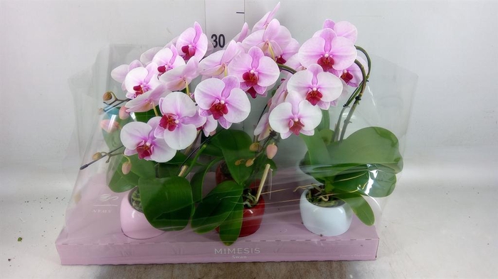 <h4>Phalaenopsis   ...rose</h4>