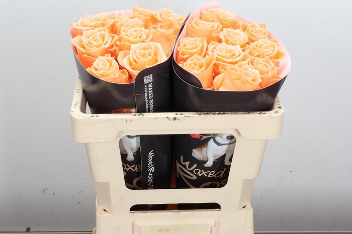 Wax-Rozen Athene Wax Athene Versilia