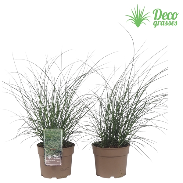 <h4>Miscanthus sinensis 'Gracillimus'</h4>