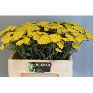 Achillea Moonshine