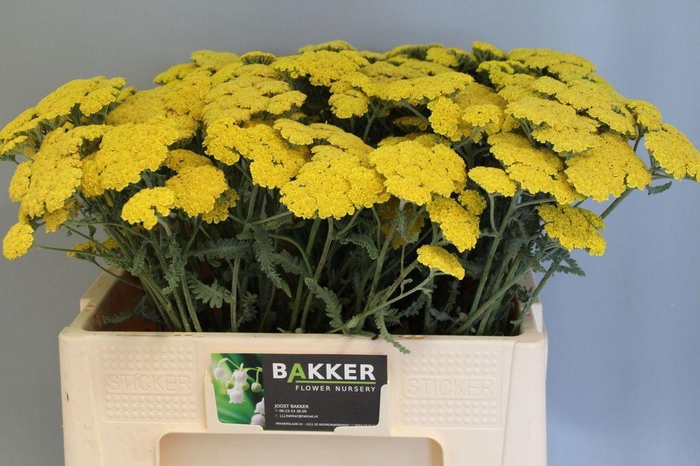 <h4>Achillea Moonshine</h4>