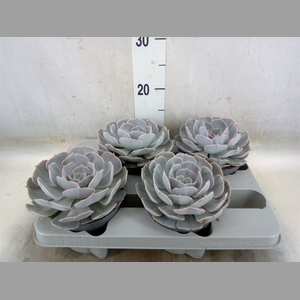 Echeveria  'Pollux'