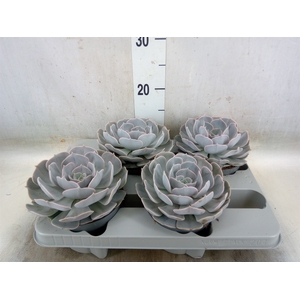 Echeveria  'Pollux'