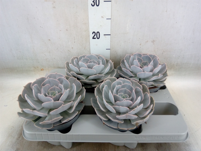 <h4>Echeveria  'Pollux'</h4>