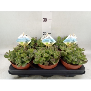 Cotyledon tome. ladys.